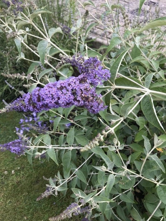 Plants borders 