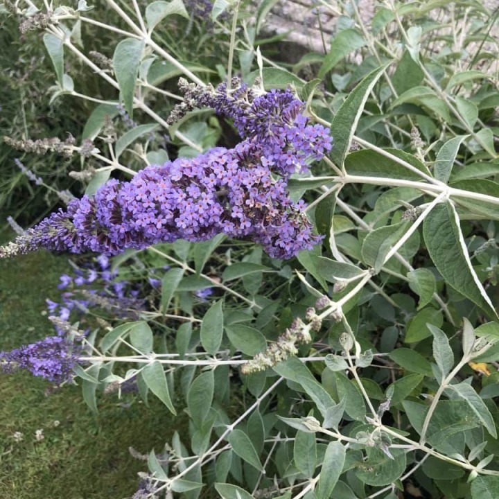 Plants borders 